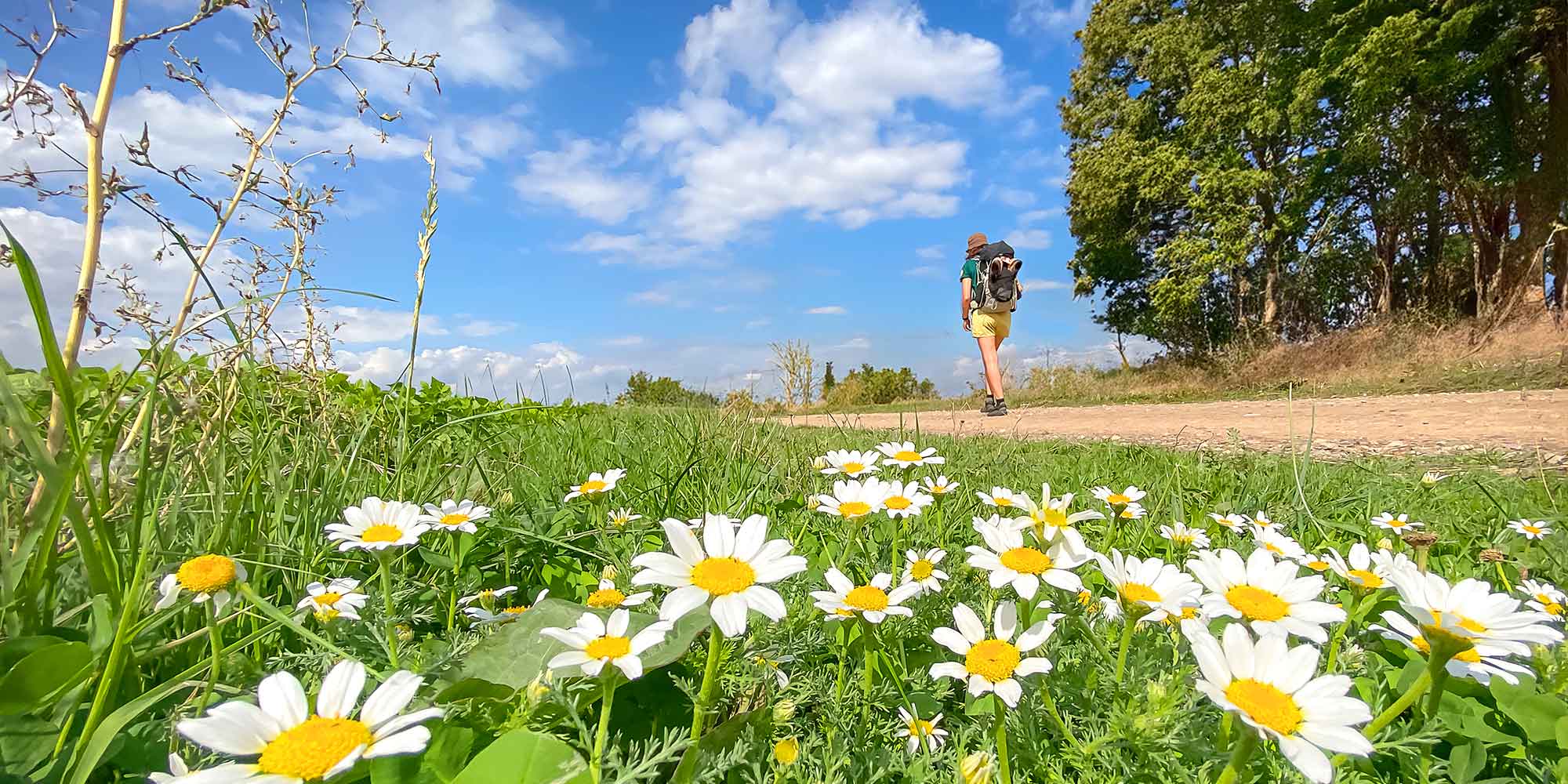 Pilgerin auf Feldweg mit Blumenwiese im Vordergrund